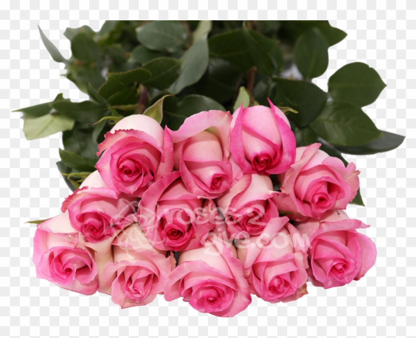 2x1-classic Pink - Best Seller - Rose #1199067