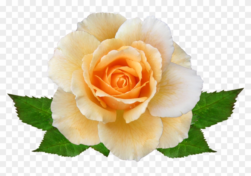 Rose, Flower, Autumn, Bloom - Rose #1199207