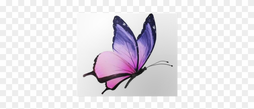 Color Butterfly Flying, Isolated On White Poster • - Pink And Purple Butterfly #1199332