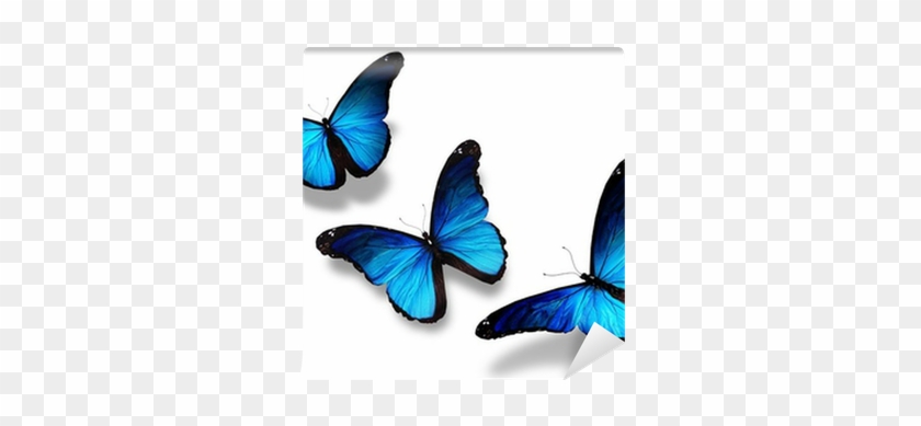 Three Blue Butterflies Flying, Isolated On White Wall - Blue Butterflies #1199360
