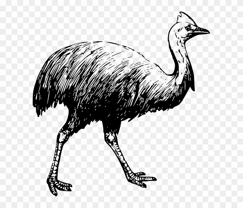 Drawing, Bird, Long, Walking, Neck, Feathers, Cassowary - Cassowary Coloring Page #1199852
