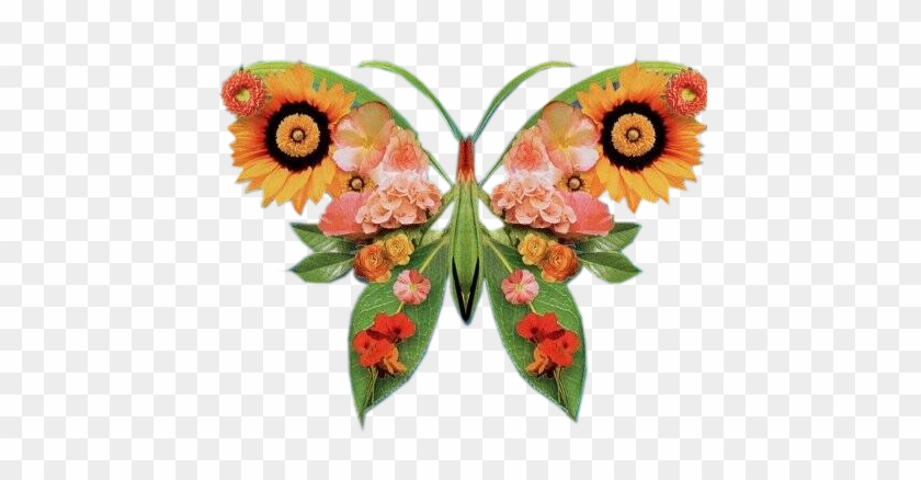 Multicolor Butterflies - Butterflies And Moths #1200018