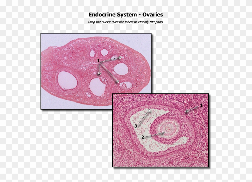 Ovaries Histology - Human Ovary Histology #1200353