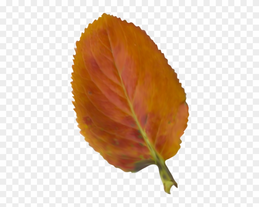 Beautiful Autumn Leaf Png Clipart Picture - Sweet Birch #1200851