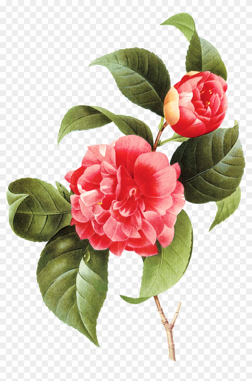 Go To Image - Vintage Flowers Camellias By Redoute Oval Ornament #1201046