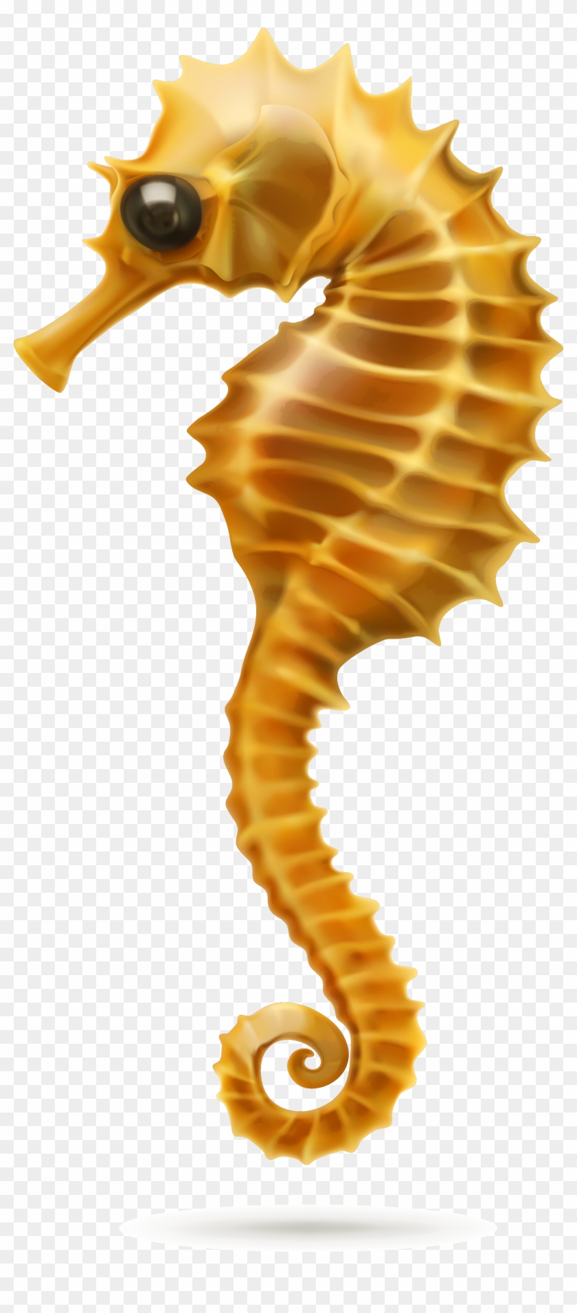 Hippocampus 2067*4607 Transprent Png Free Download - Seahorse White Background #1201056