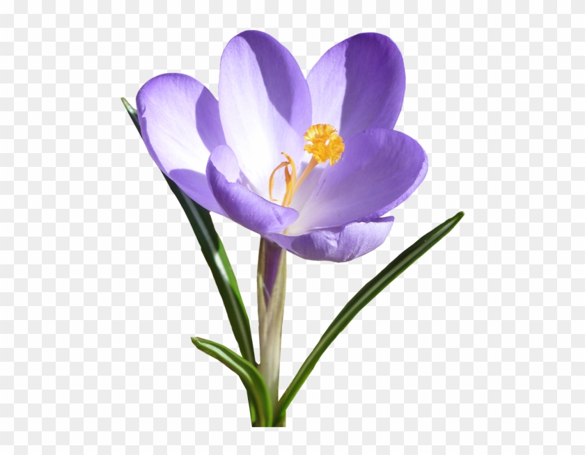 Go To Image - Spring Crocus #1201052