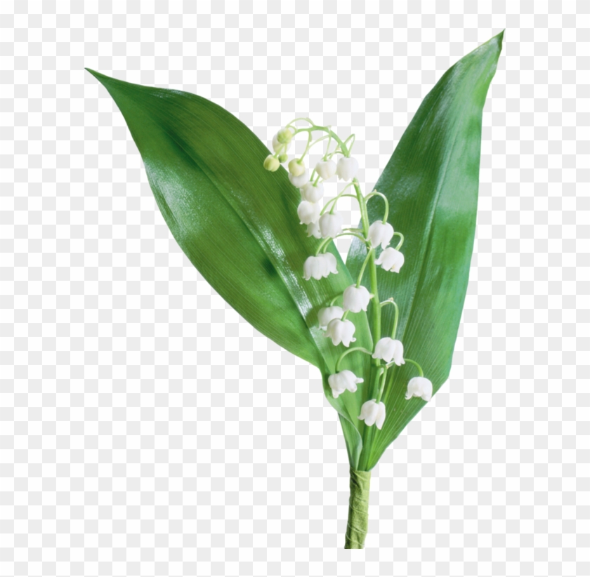 Go To Image - Lily Of The Valley Png #1201134
