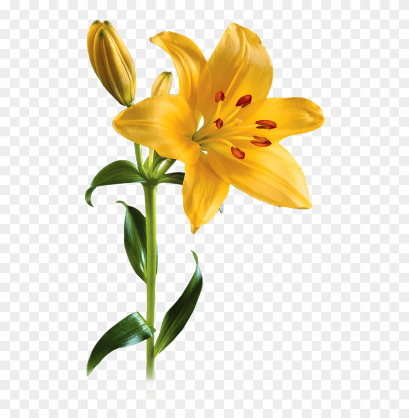 9 Png - Lily Png #1201137