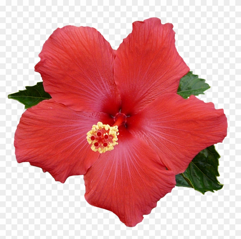 Hawaiian Flower Clipart Free - Hibiscus For Hair Growth #1201165
