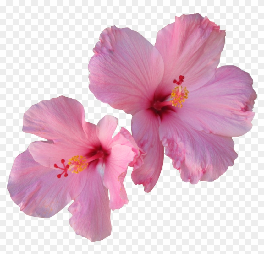 Pink Hibiscus By Owhl-stock - Pink Hibiscus Flower Png #1201273