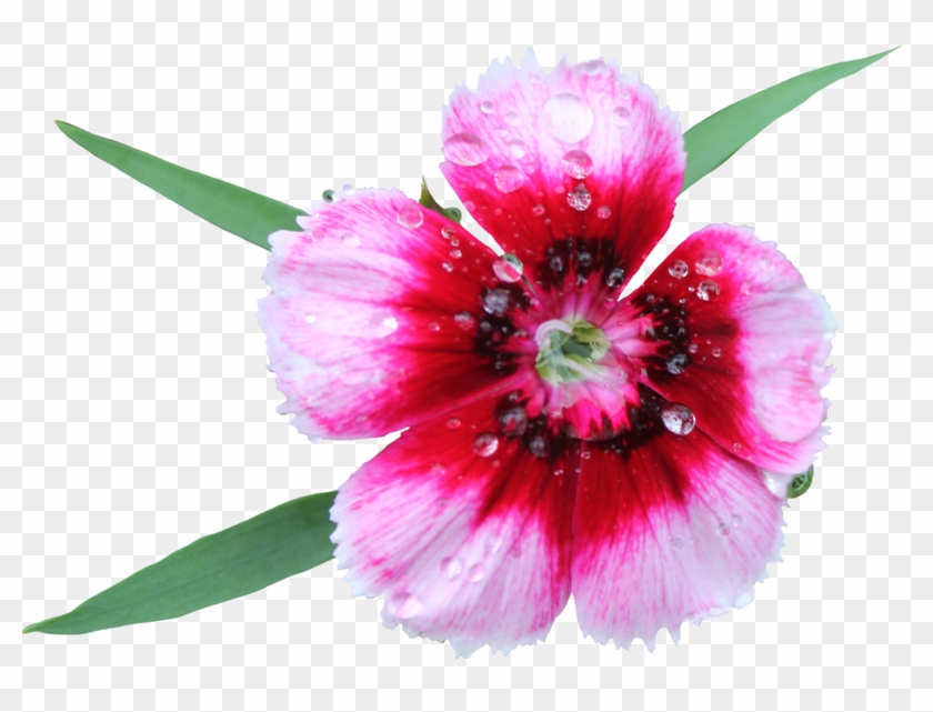 Sweet William Png By Thy Darkest Hour - Sweet William Flower Png #1201279