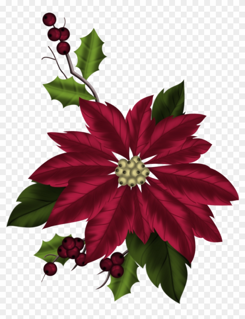 Poinsettia Plant - Aquifoliales #1201699