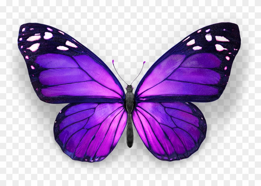 Hero-butterfly - Swallowtail Butterfly #1201976