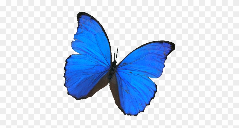 While Mommy And Daddy Were Having A Discussion In The - Blue Morpho Butterfly Transparent #1201999