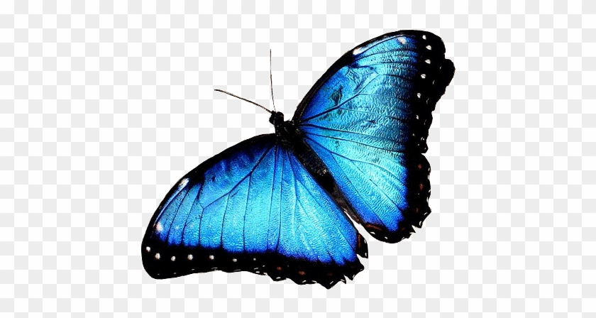 E Would Like To Honor Our Champions Of 2008 And - White Admiral Or Red Spotted Purple #1202001