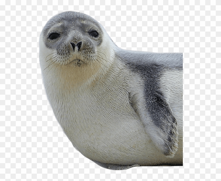 Seal Png - Seal Transparent Background #1202186