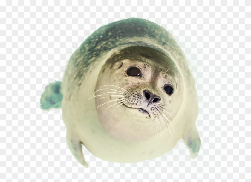 Seal Clipart Animals That Swim - Seal Animal Png - Free Transparent PNG  Clipart Images Download