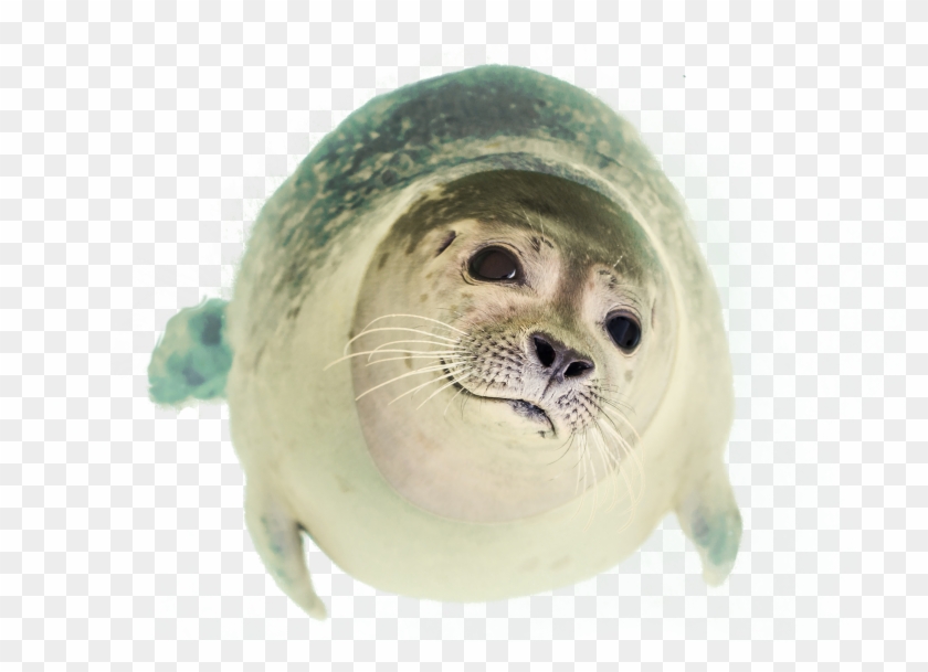 Seal Clipart Animals That Swim - Seal Animal Png #1202196