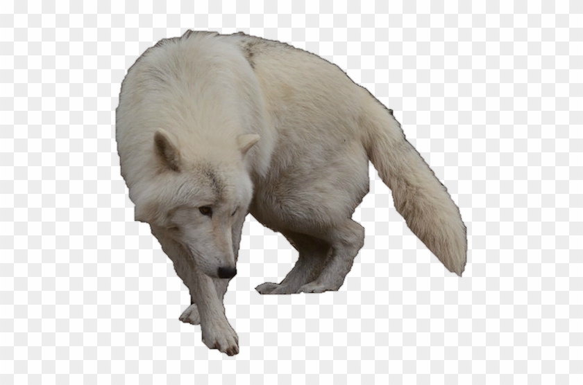White Wolf Clipart Arctic Wolf Pencil And In Color - White Wolf Without Background #1202204