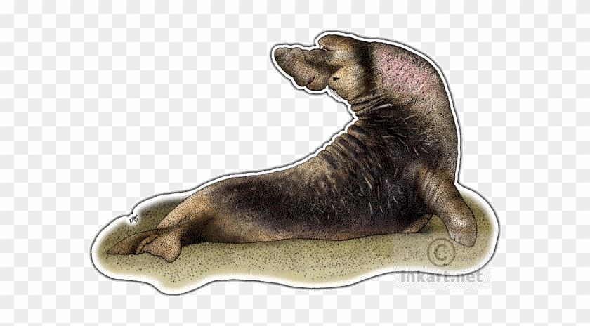 Drawn Elephant Seal Arctic - Northern Elephant Seal Png #1202210