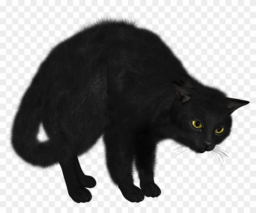 Cats Png Free Images, Download - Facts About Black Cats #1202238