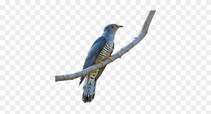 Cuckoo On A Branch - Cuckoo Bird German #1202615