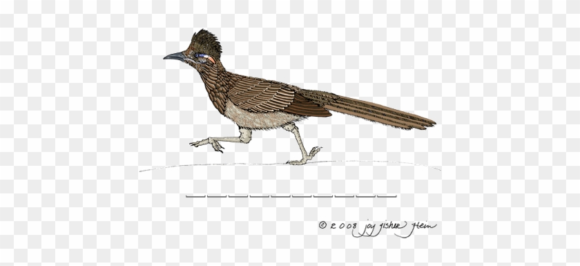 Top 89 Roadrunner Clip Art - New Mexico State Flower & Bird #1202638