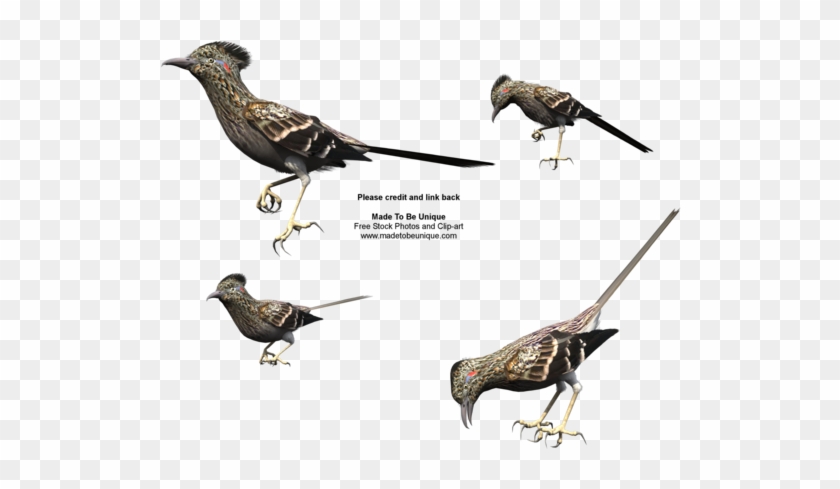 Free Roadrunner Bird Stock By Madetobeunique - Roadrunner Bird Png #1202655