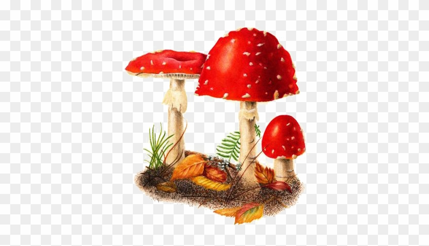 Amanita Muscaria Edible Mushroom Watercolor Painting - Watercolor Painting #1202790