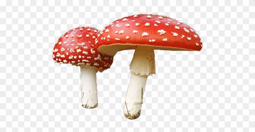 Mushroom Clip Art - Mushroom Png #1202814