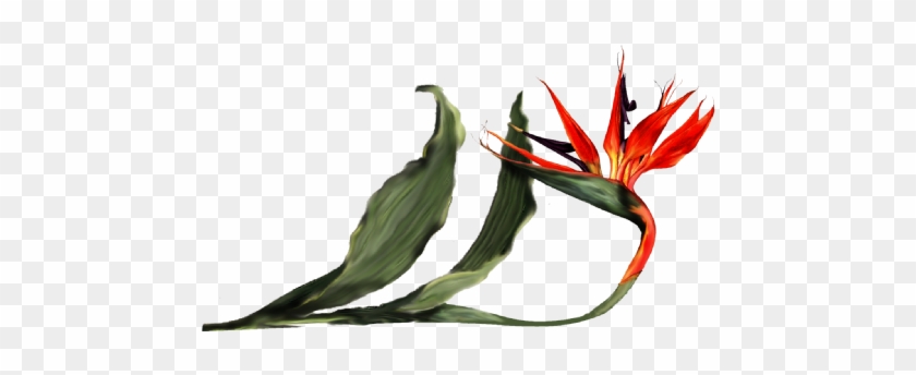 Bird Of Paradise Orchid - Tea Plant #1202849