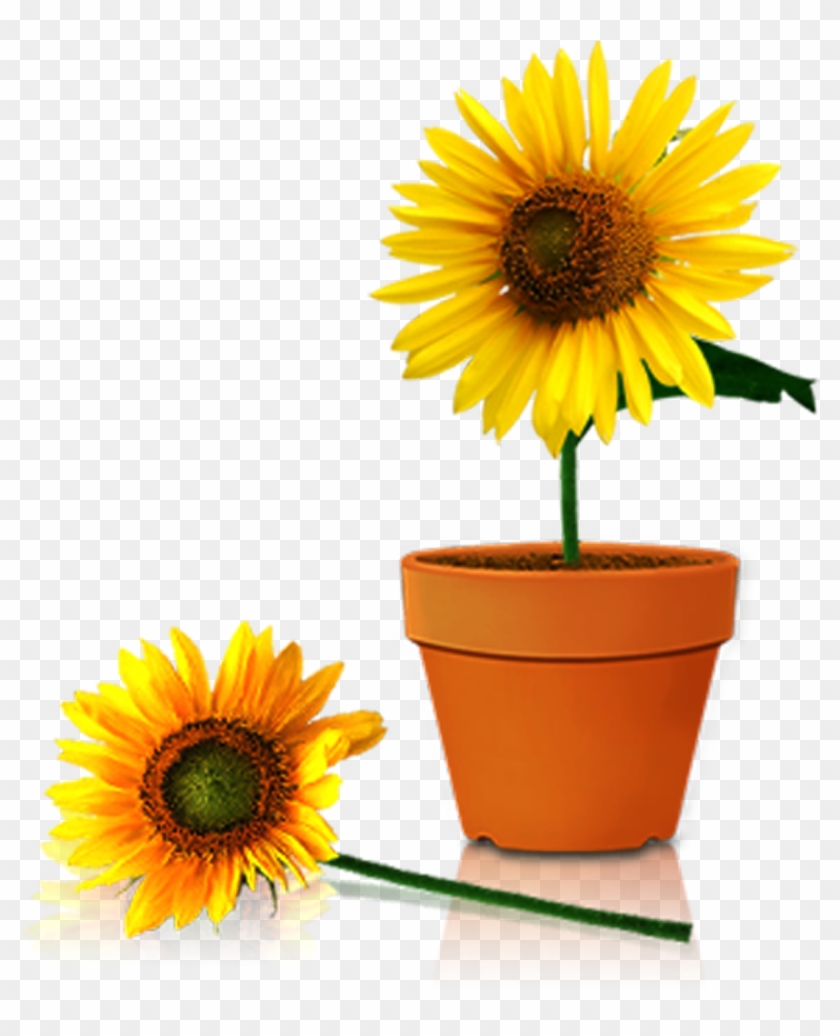 Common Sunflower Flowerpot Vase - Sunflower In A Pot #1203870