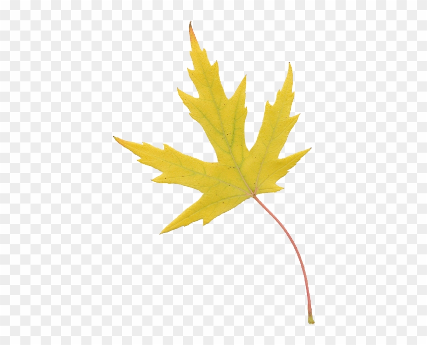 Liq Amber Lacy Yellow 2 - Maple Leaf #1203872
