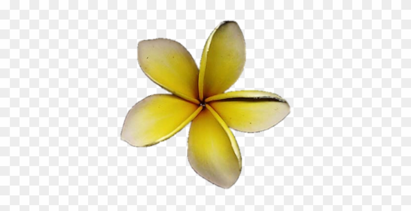 Native Hawaiian Tradition Gives The Origin Of The Island's - Frangipani #1203929