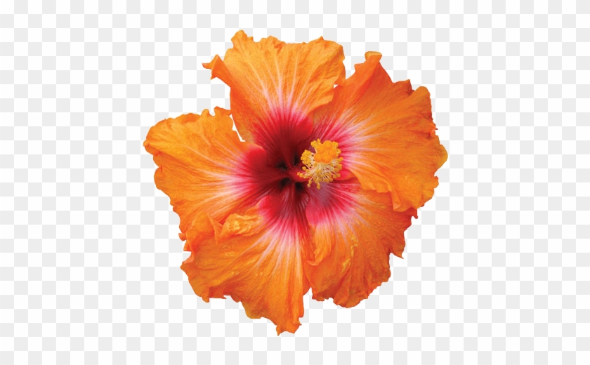 Hibiscus Png Hd Png Mart - Hibiscus Kiss And Tell #1203941
