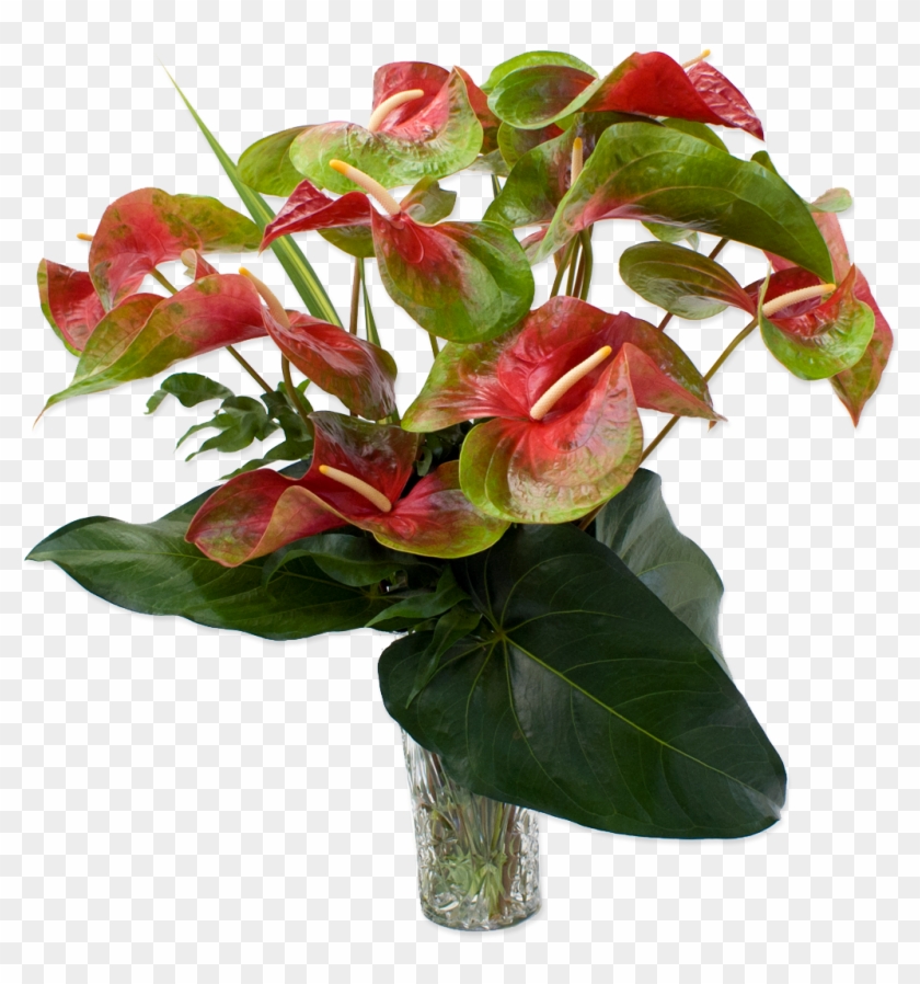 50 Previous Next - Red And Green Anthurium #1203982