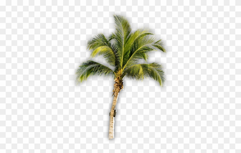 Hawaii Cinco Cero - Palm Tree #1204005