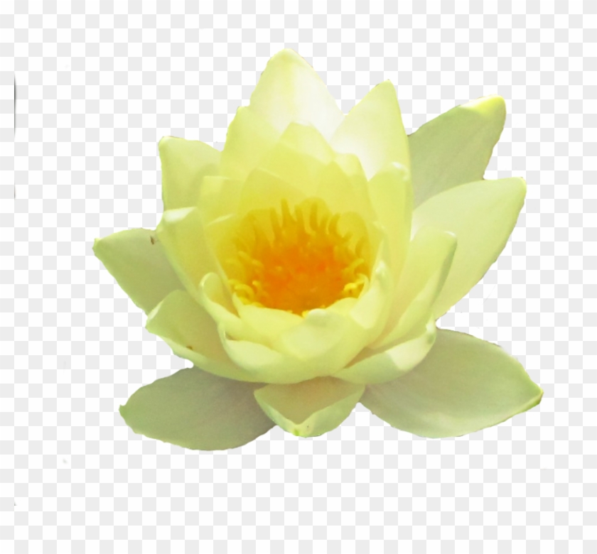 Yoga Individuell Yoga Heißt Soviel Wie Einheit Und - Sacred Lotus #1204298