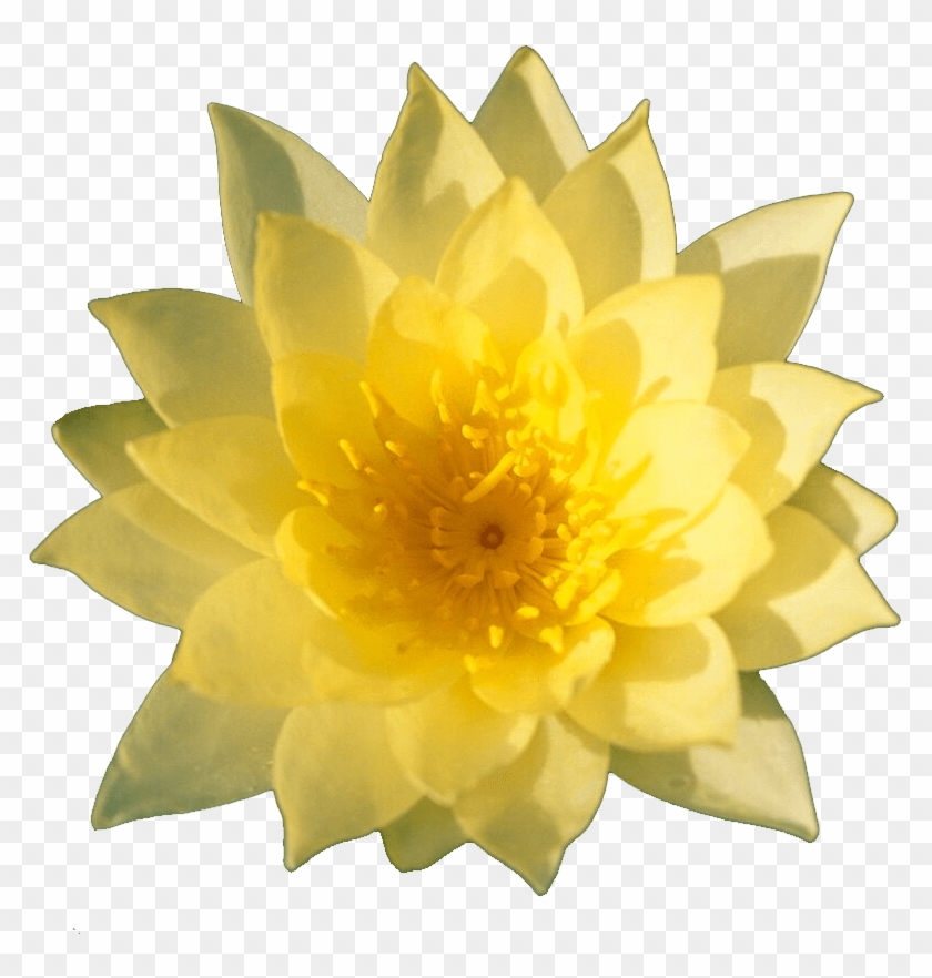 Yellowflower - Sacred Lotus #1204314
