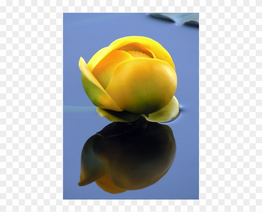 Co Yellow Water Lily On Nymph Lake Of Rocky Mountain - Globe Flower #1204316