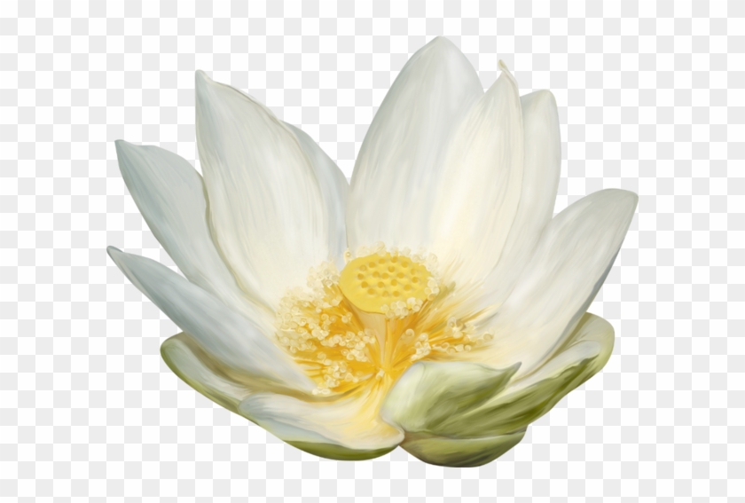 Sacred Lotus #1204320