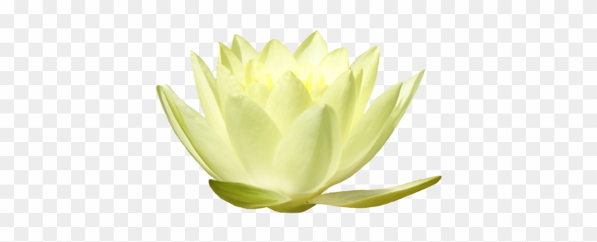 Lotuses - Sacred Lotus #1204329
