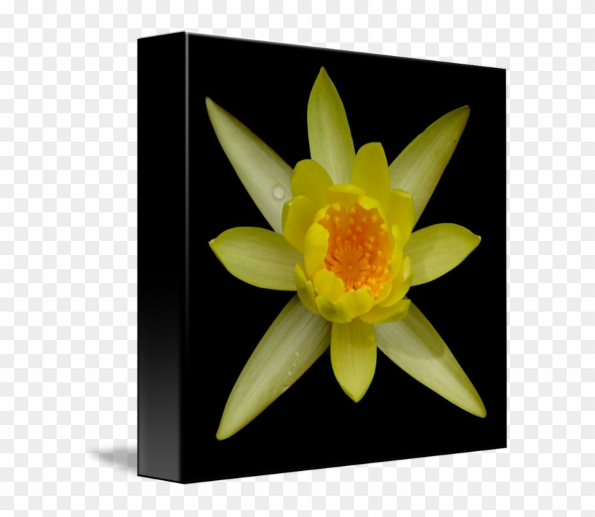 Sacred Lotus #1204333