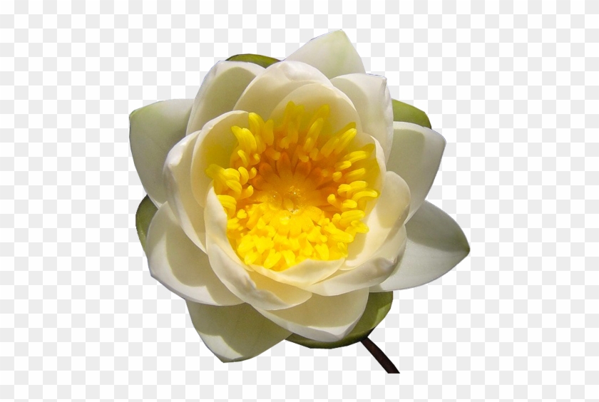 Lotuses - Sacred Lotus #1204363