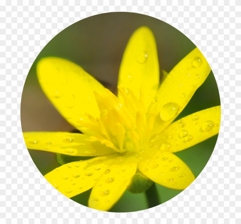 Active Ingredient - Lesser Celandine #1204373