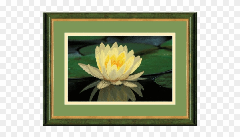 Water Lily #1204386
