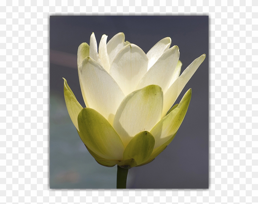 X - - Sacred Lotus #1204415