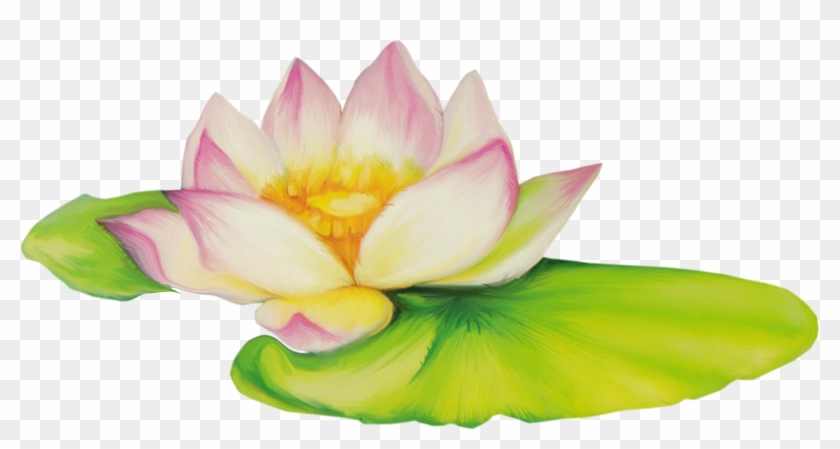Nelumbo Nucifera Flor De Dibujo Clip Art - Drawing Of Lotus Flower Png #1204420