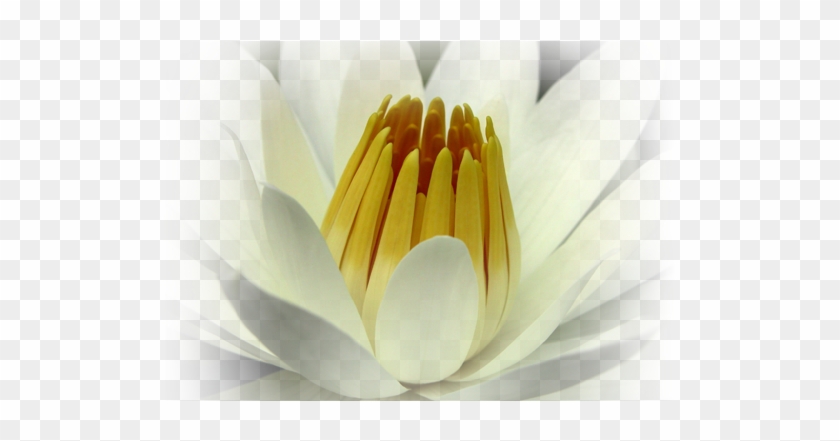 Inspiration - “ - Sacred Lotus #1204423